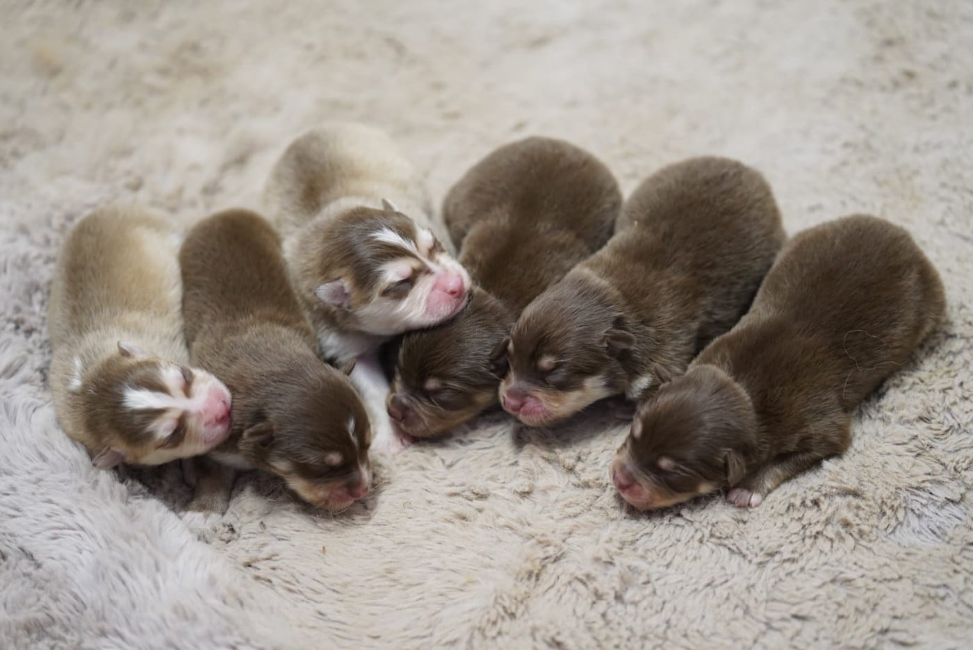 Chiot N°1 - Chien finnois de Laponie