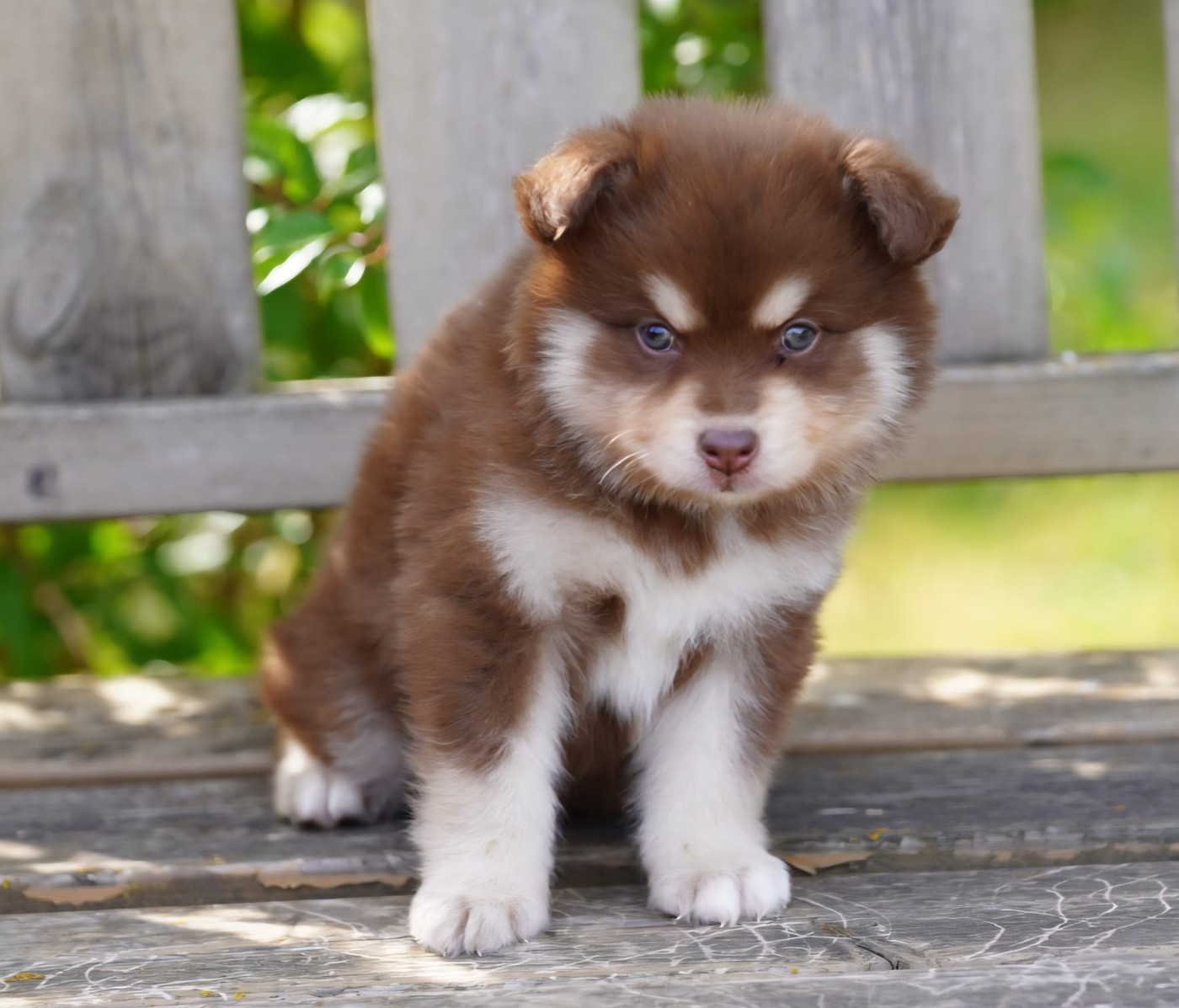 Chiot N°4 - Chien finnois de Laponie