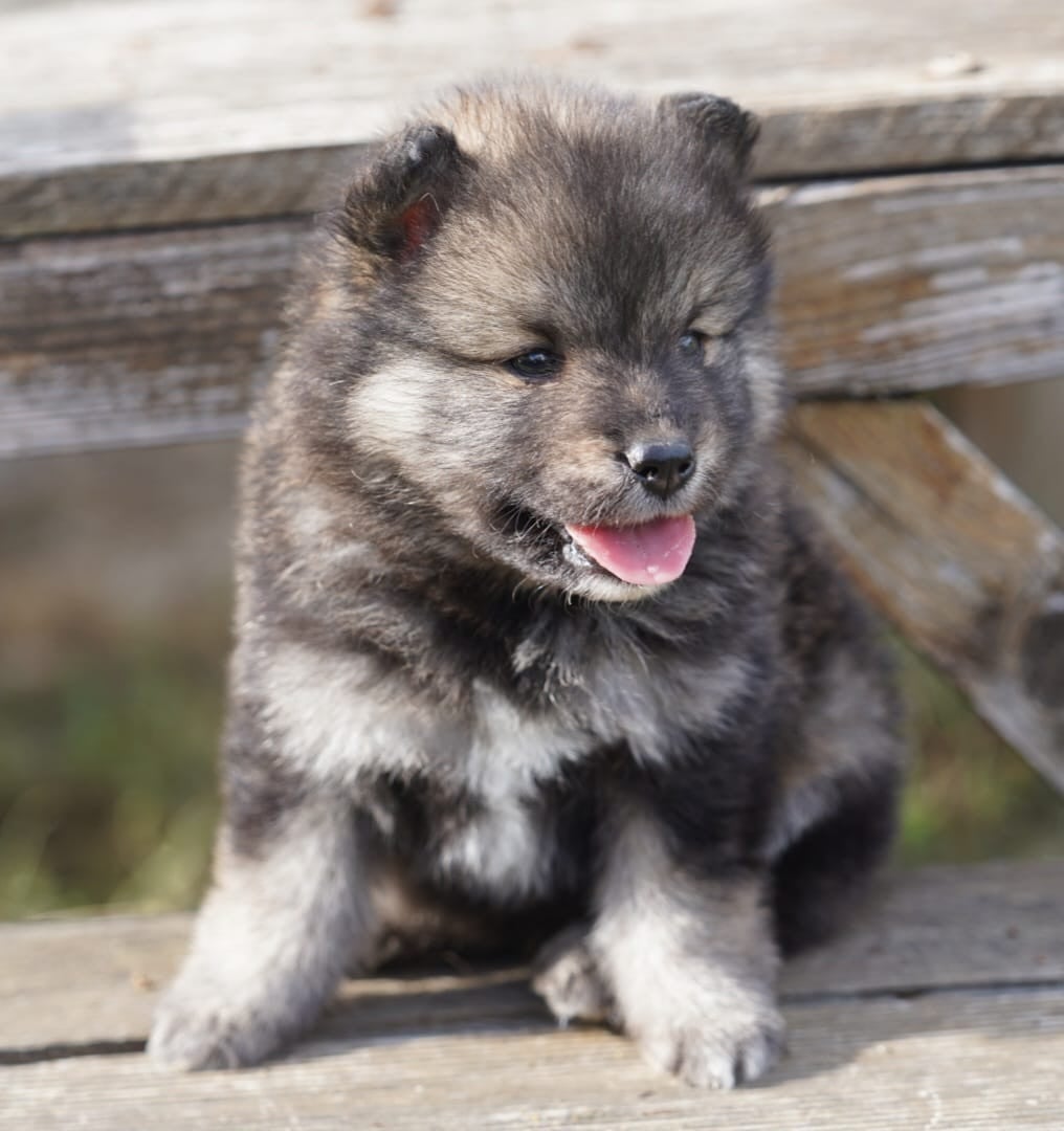 Chiot N°2 - Chien finnois de Laponie