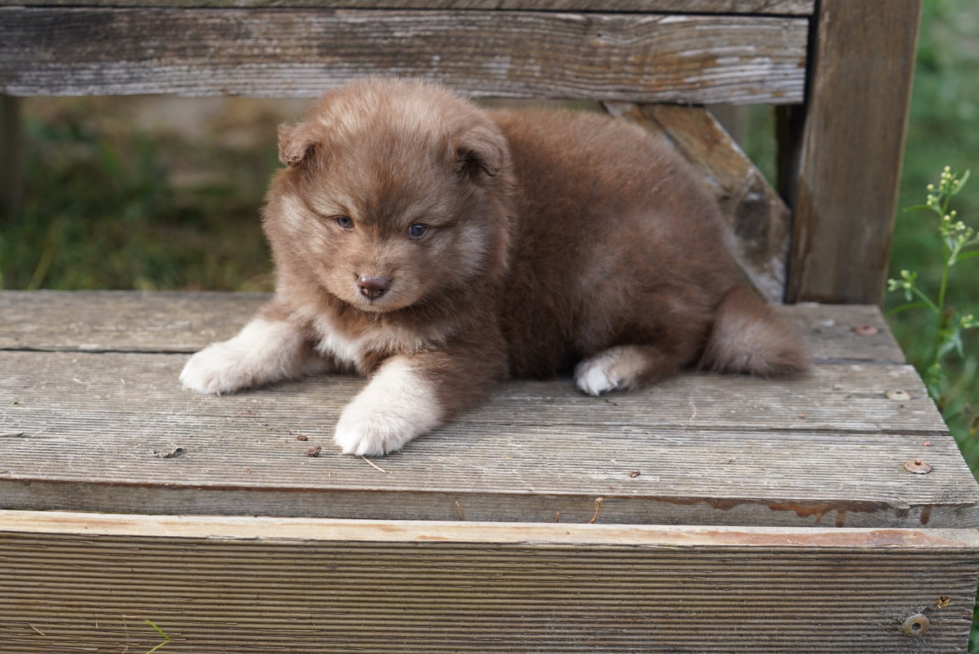 Chiot N°4 - Chien finnois de Laponie