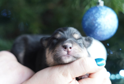 Les chiots de Chien finnois de Laponie