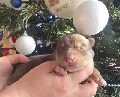 Les chiots de Chien finnois de Laponie