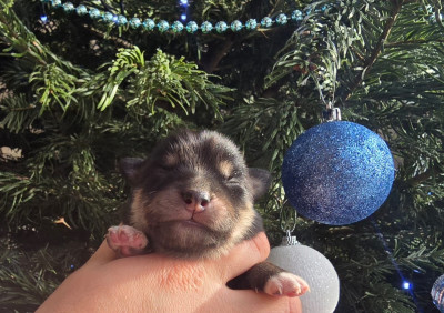 Les chiots de Chien finnois de Laponie
