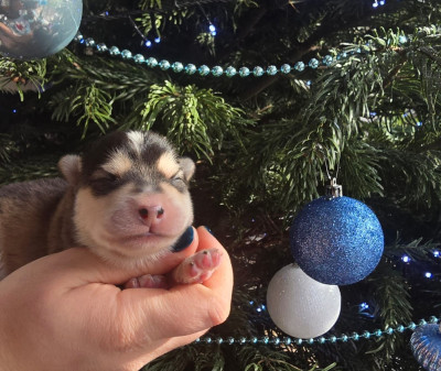 Les chiots de Chien finnois de Laponie