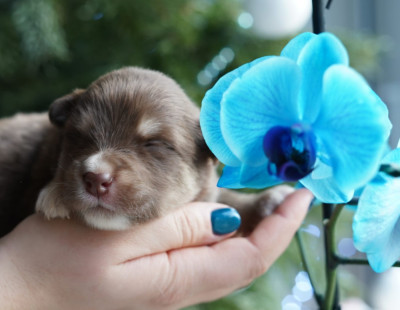 Les chiots de Chien finnois de Laponie