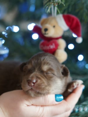 CHIOT 3 - Chien finnois de Laponie