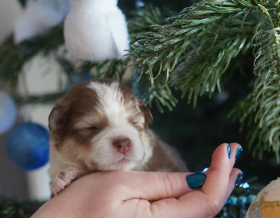 Les chiots de Chien finnois de Laponie