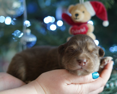 Les chiots de Chien finnois de Laponie
