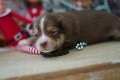 Les chiots de Chien finnois de Laponie