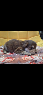 Les chiots de Chien finnois de Laponie