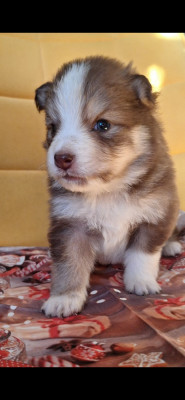 Les chiots de Chien finnois de Laponie