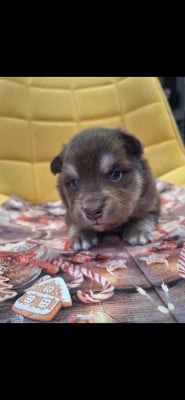 Les chiots de Chien finnois de Laponie