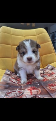 Les chiots de Chien finnois de Laponie