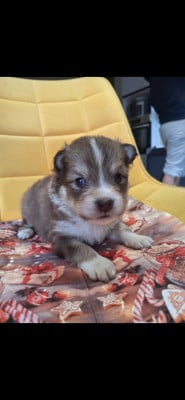 Les chiots de Chien finnois de Laponie