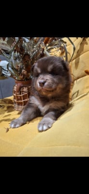 Les chiots de Chien finnois de Laponie