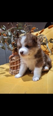 Les chiots de Chien finnois de Laponie