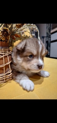 Les chiots de Chien finnois de Laponie