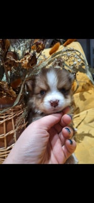 Les chiots de Chien finnois de Laponie