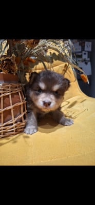 Les chiots de Chien finnois de Laponie