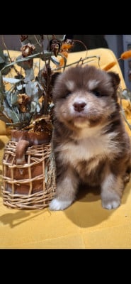 Les chiots de Chien finnois de Laponie