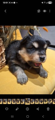 Les chiots de Chien finnois de Laponie