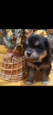 Les chiots de Chien finnois de Laponie