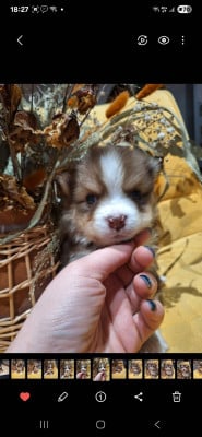Les chiots de Chien finnois de Laponie