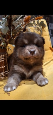 Les chiots de Chien finnois de Laponie