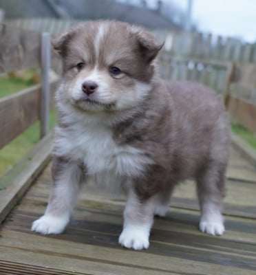 Les chiots de Chien finnois de Laponie