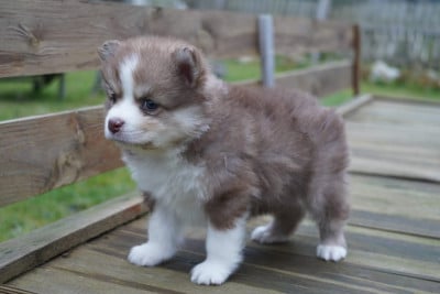 Les chiots de Chien finnois de Laponie