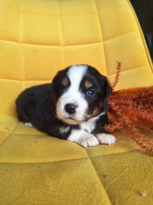 Les chiots de Berger Américain Miniature 