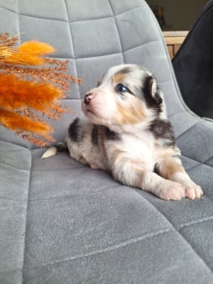 Les chiots de Berger Américain Miniature 