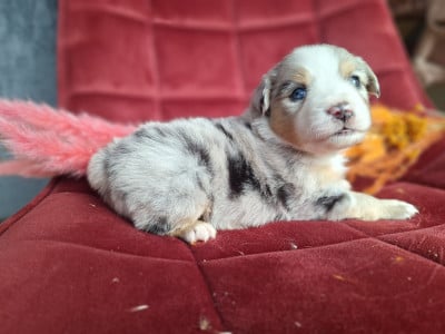 Les chiots de Berger Américain Miniature 