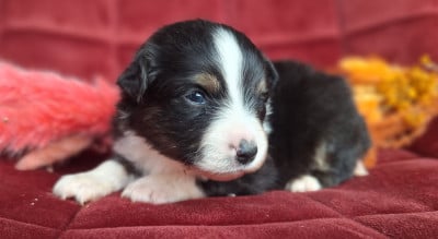 Les chiots de Berger Américain Miniature 