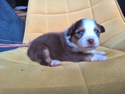 Les chiots de Berger Américain Miniature 