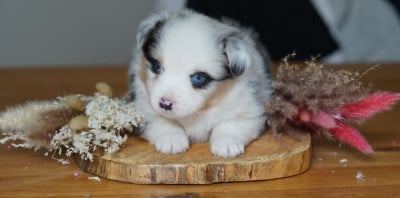 Les chiots de Berger Américain Miniature 