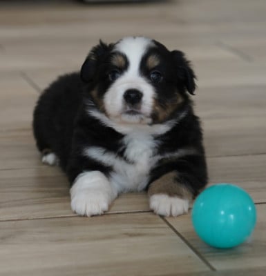 Les chiots de Berger Américain Miniature 