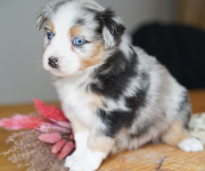 Les chiots de Berger Américain Miniature 