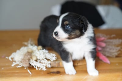 Les chiots de Berger Américain Miniature 