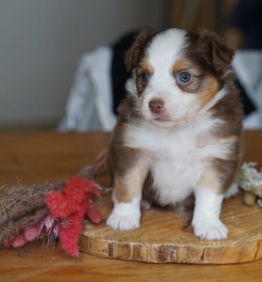 Les chiots de Berger Américain Miniature 