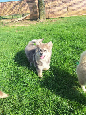 Les chiots de Chien finnois de Laponie