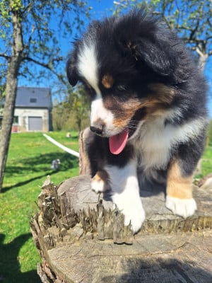 Les chiots de Berger Américain Miniature 