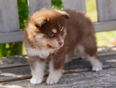 Les chiots de Chien finnois de Laponie