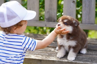 Les chiots de Chien finnois de Laponie