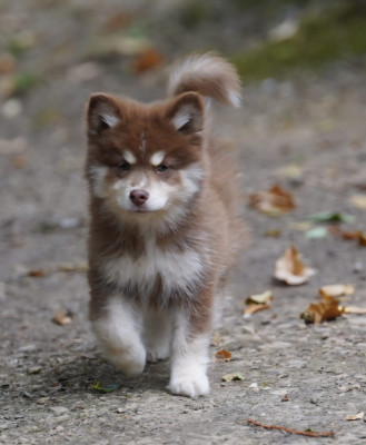 Les chiots de Chien finnois de Laponie