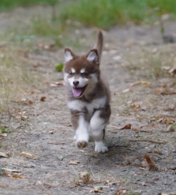 Les chiots de Chien finnois de Laponie