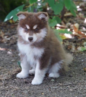 Les chiots de Chien finnois de Laponie