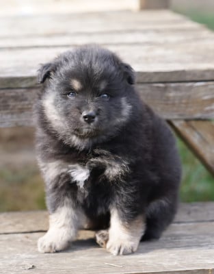 Les chiots de Chien finnois de Laponie