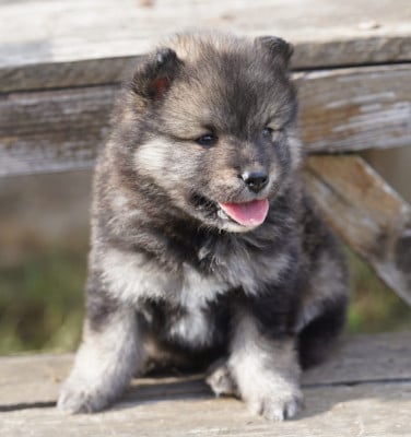 Les chiots de Chien finnois de Laponie