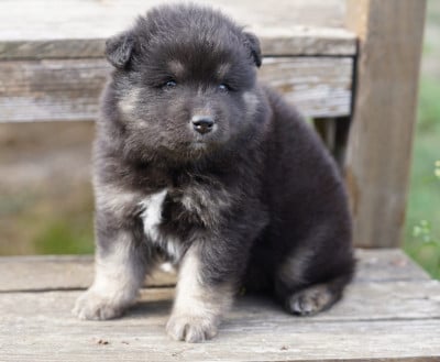 Les chiots de Chien finnois de Laponie
